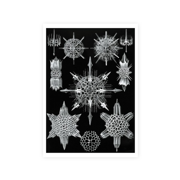 Print A4 . JUGENDSTIL . HAECKEL KUNSTFORM NATUR . edited by muse