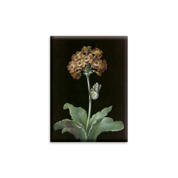 Magnet . ORANGEROTE AURIKEL . edited by muse